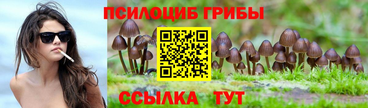 Прохладный  Галлюциногенные грибы Psilocybine cubensis  Вход с VPN 